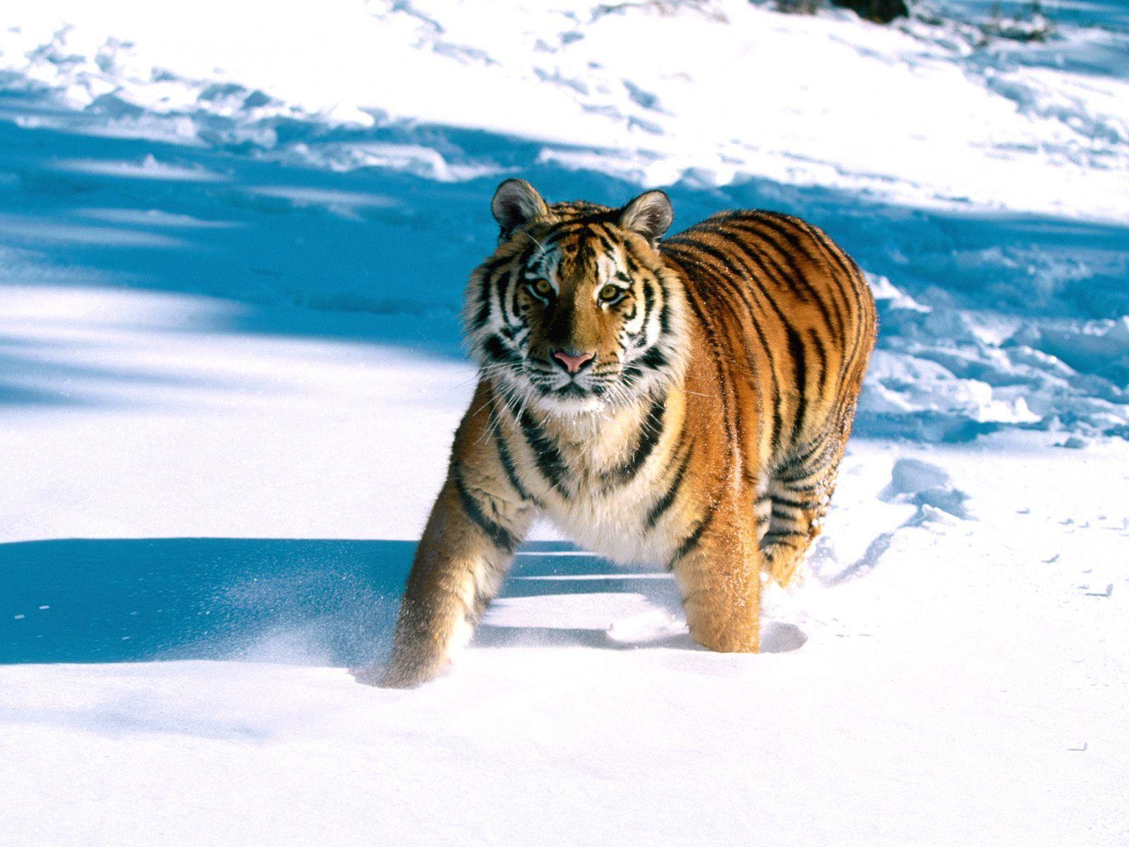 Majestic Grace, Siberian Tiger Wallpaper