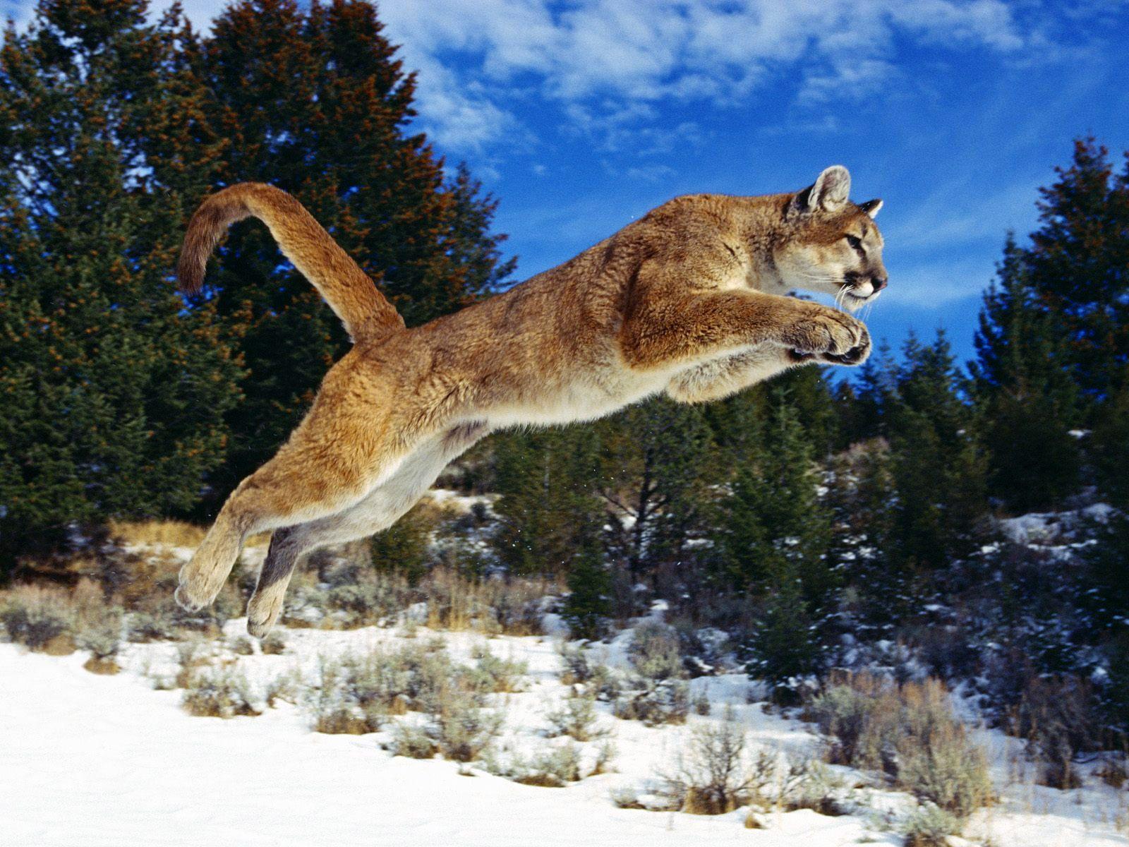 Download Wildlife Cheetah Animal Jumping HD Wallpaper