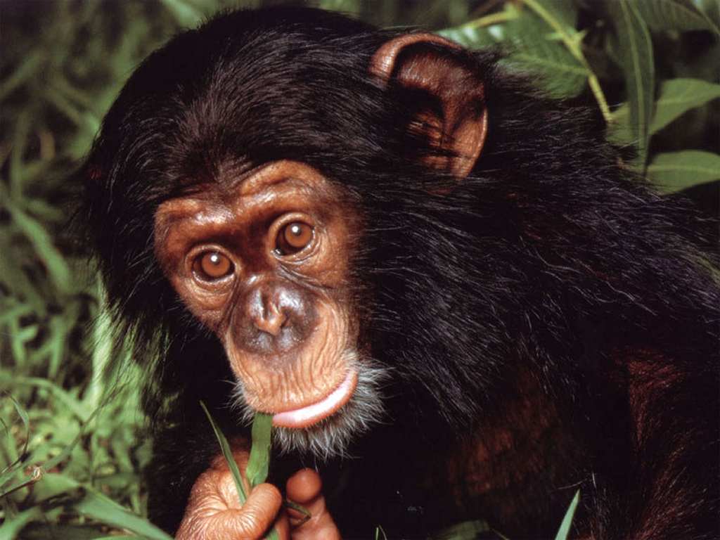Wallpaper Chimpanzee. Black Wallpaper For Desktop