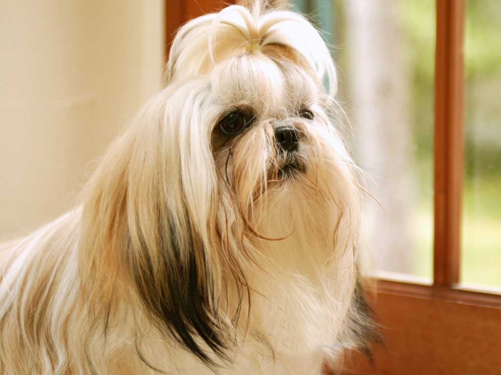 Shih Tzu Hair Pony Tail Dog Breed Dog Breeds