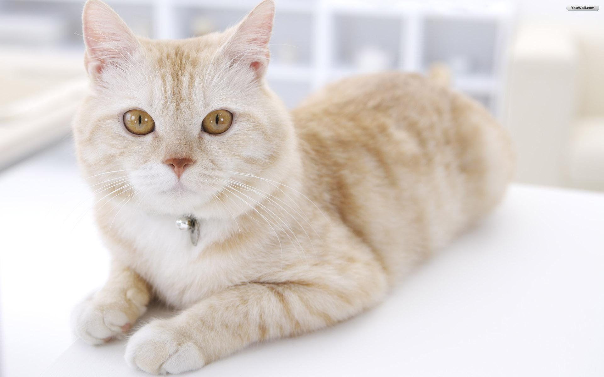 Animal Two White Cat Wallpaper