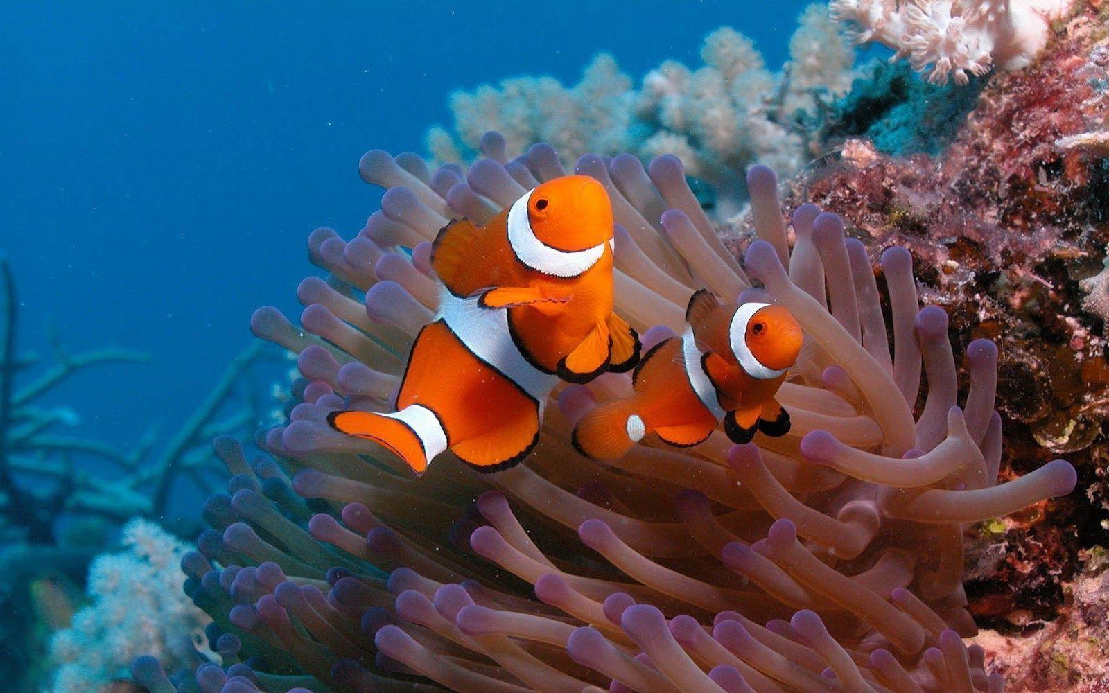 Clown fish on the ocean floor. HD Animals Wallpaper