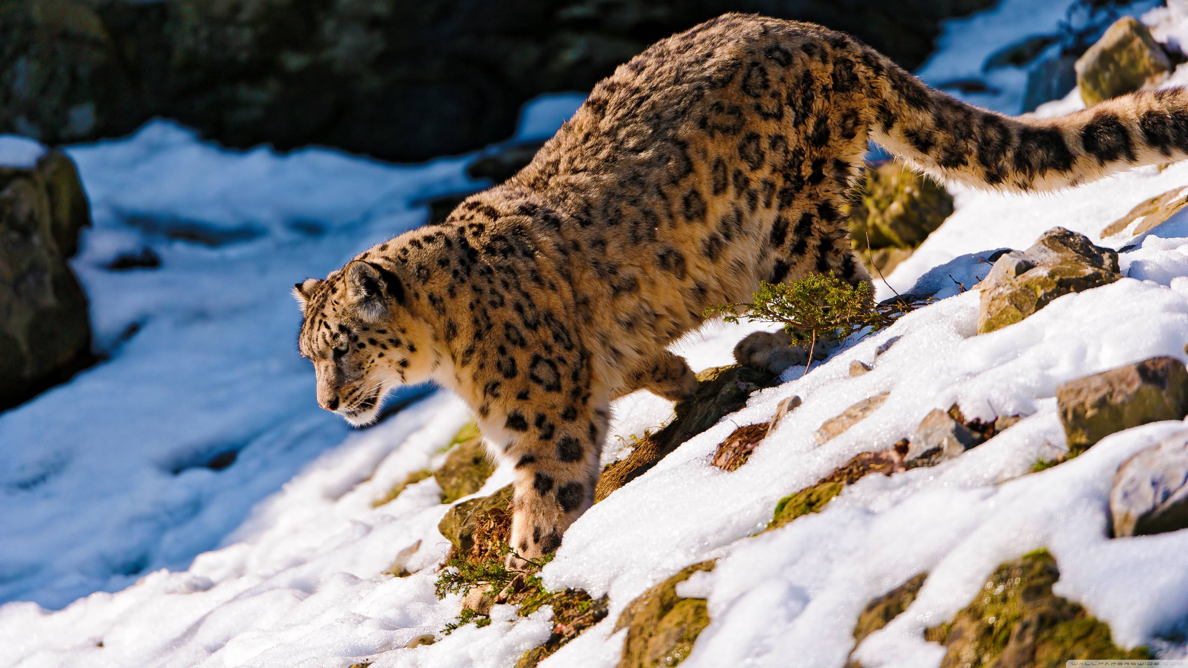 Snow Leopard Walking Down HD Desktop Wallpaper High Definition