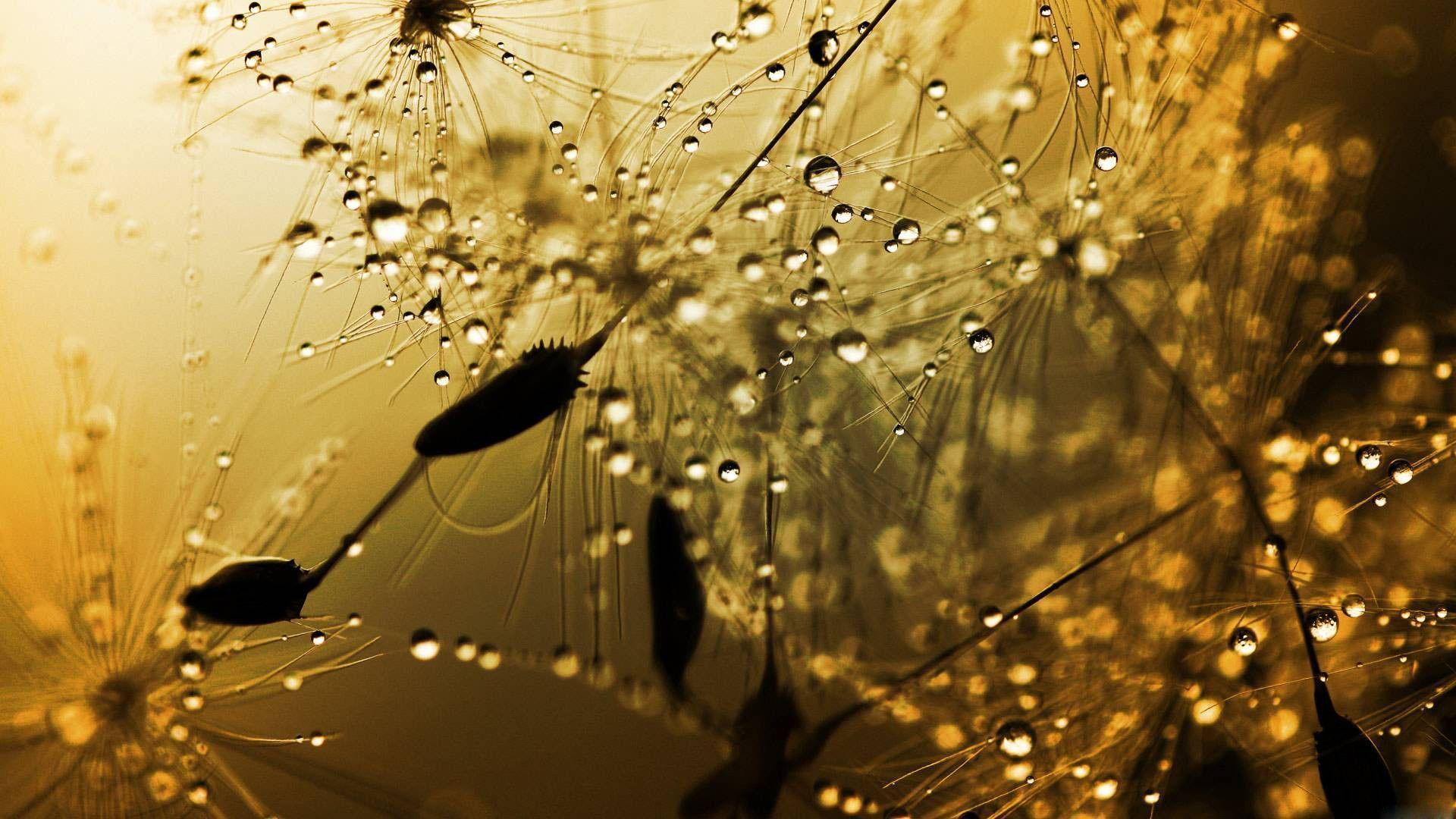 Beautiful Rain Image Wallpaper HD Resolution