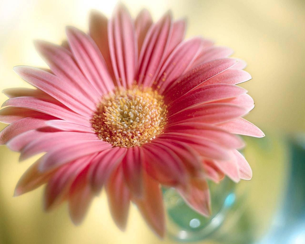 Single Pink Flower Background 11882 High Resolution. HD