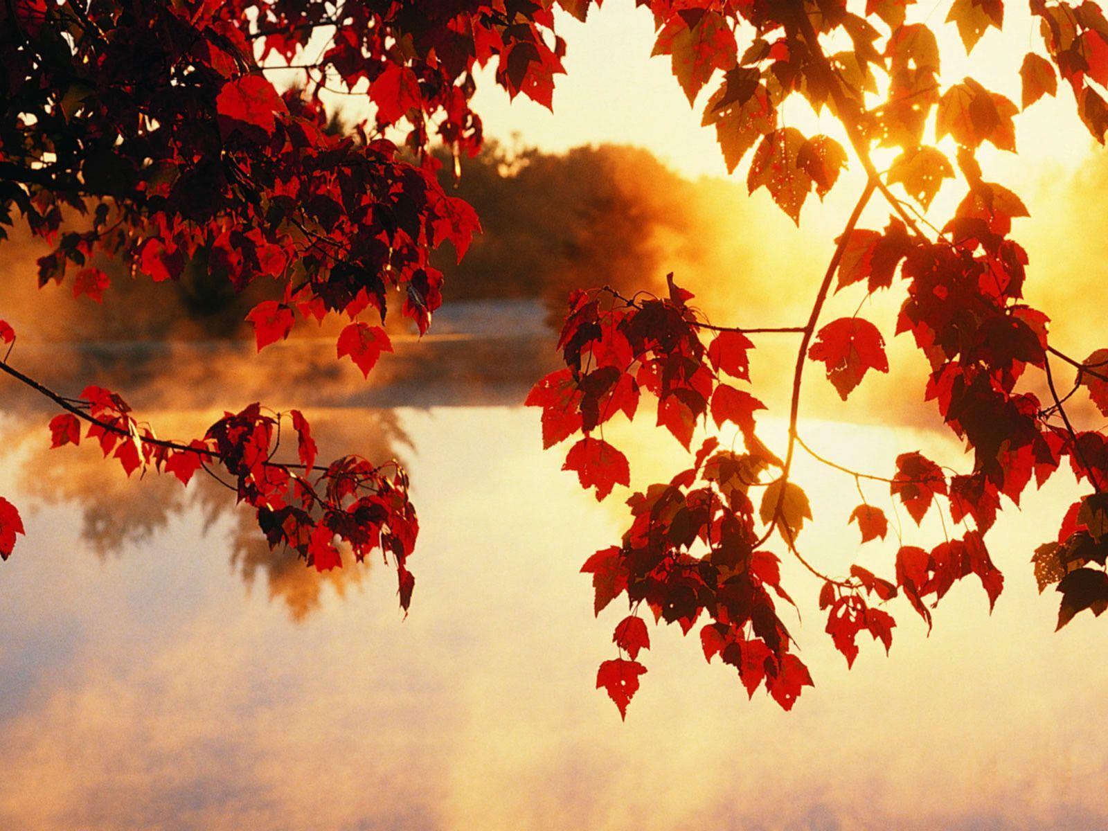 Light Beam Autumn Fall Wallpaper. HD Wallpaper & HD Background