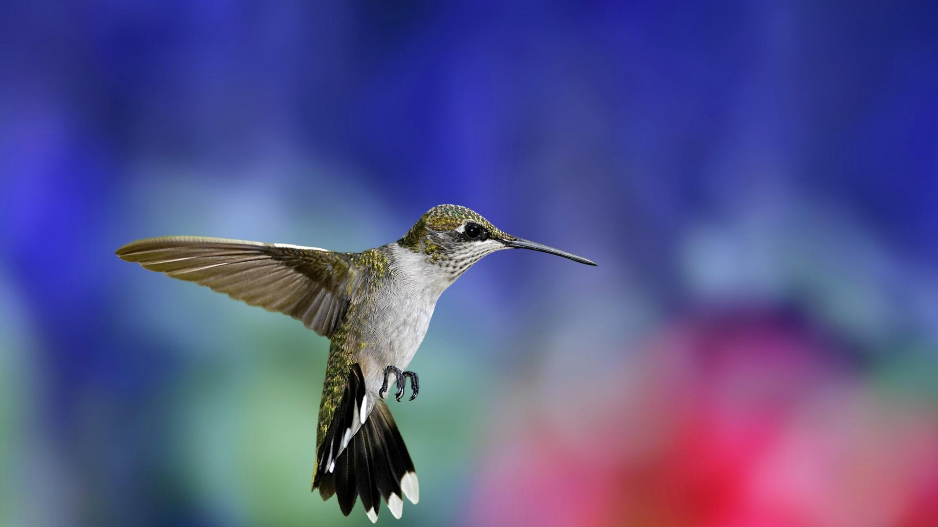 HD Hummingbird Wallpaper