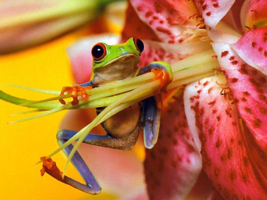 Download Frogs Back Frog Full HD Wallpaper Wallpaper HD