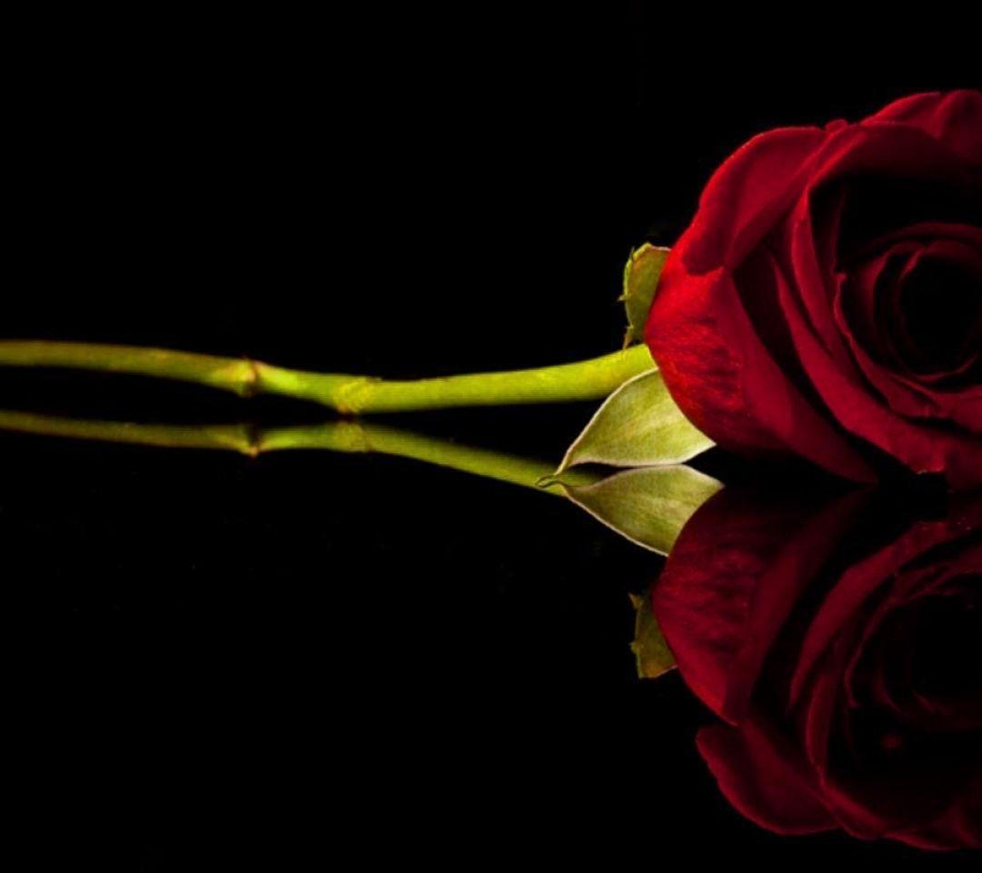 Red Rose In Black Background Picture Wallpaper