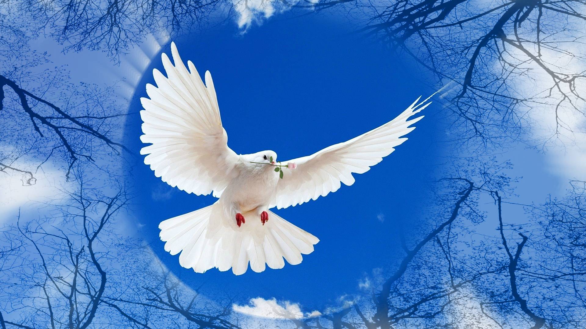 White Dove Picture Wallpaper