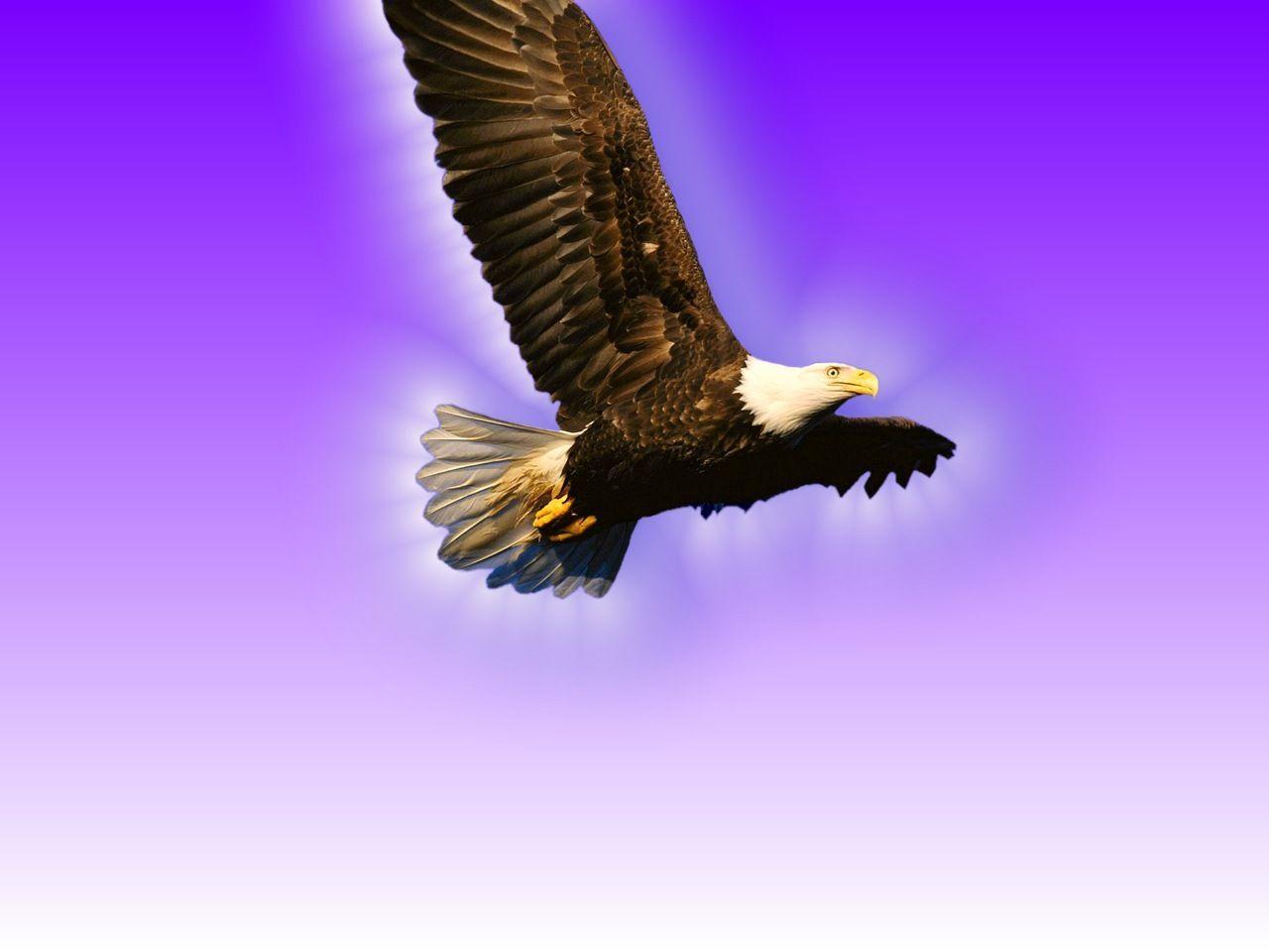 Flying Eagle Wallpaper 8350 HD Wallpaper in Animals