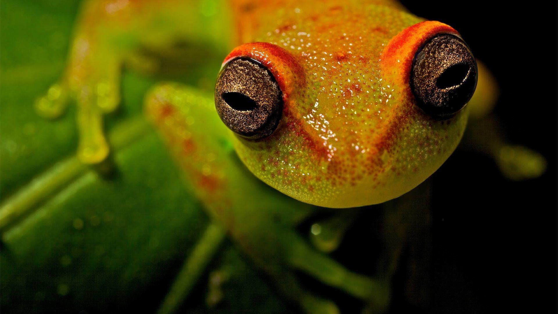 Tree Frog Wallpaper. Tree Frog Background