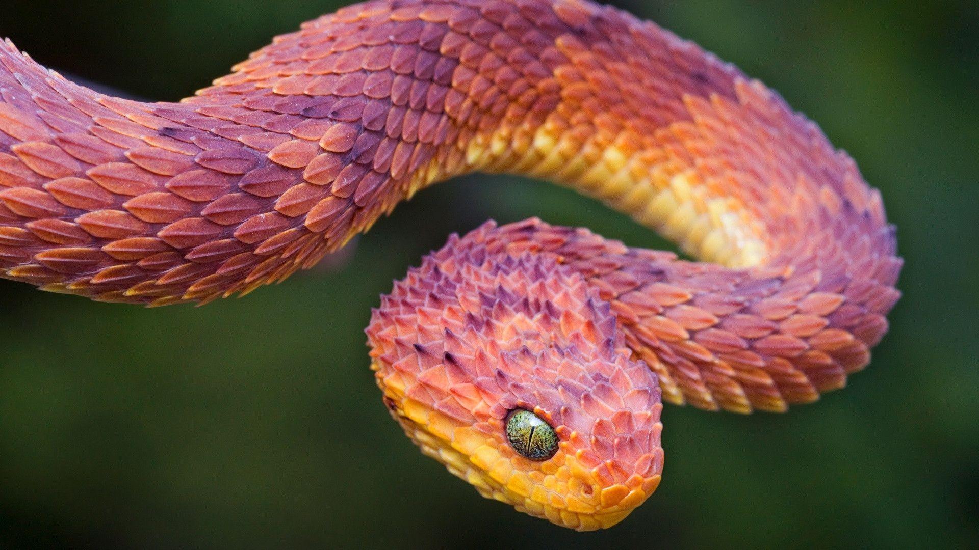 Bush Viper Snake Desktop Wallpaper
