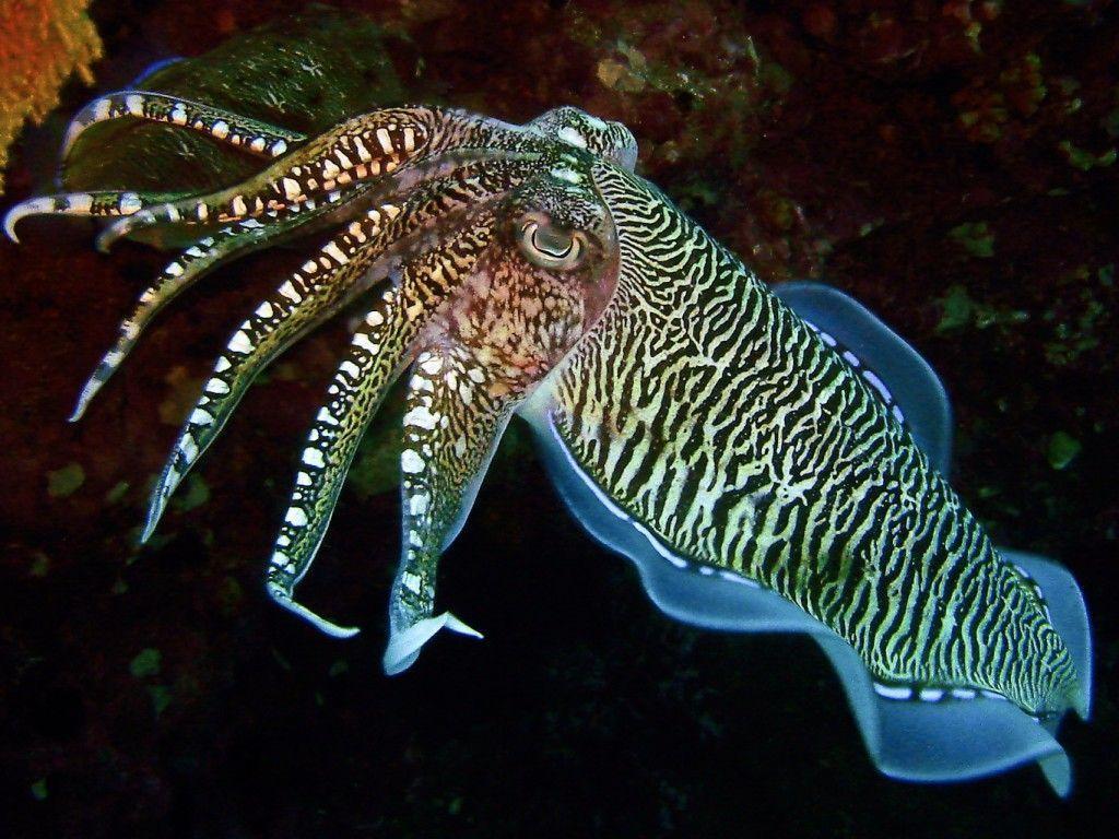 Cuttlefish Wallpapers - Wallpaper Cave
