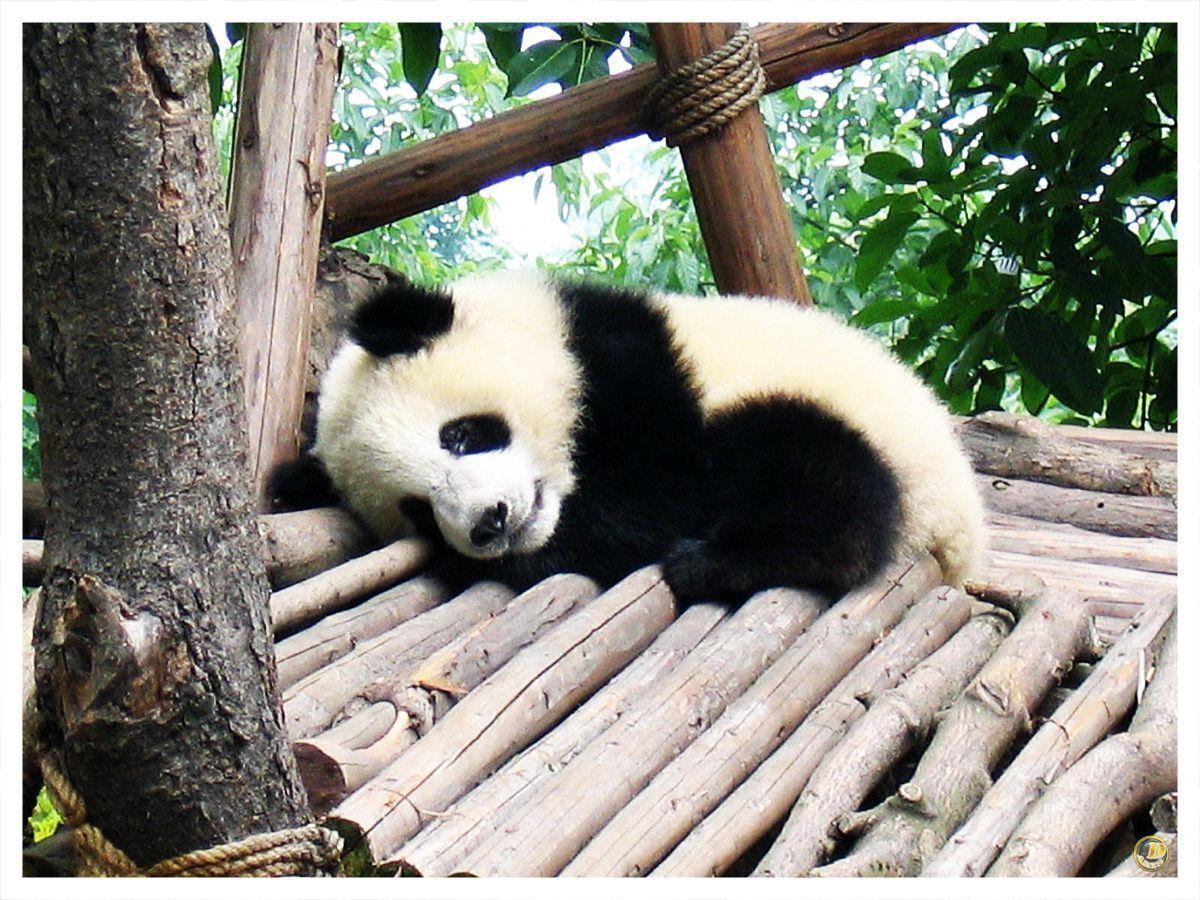 baby panda wallpaper