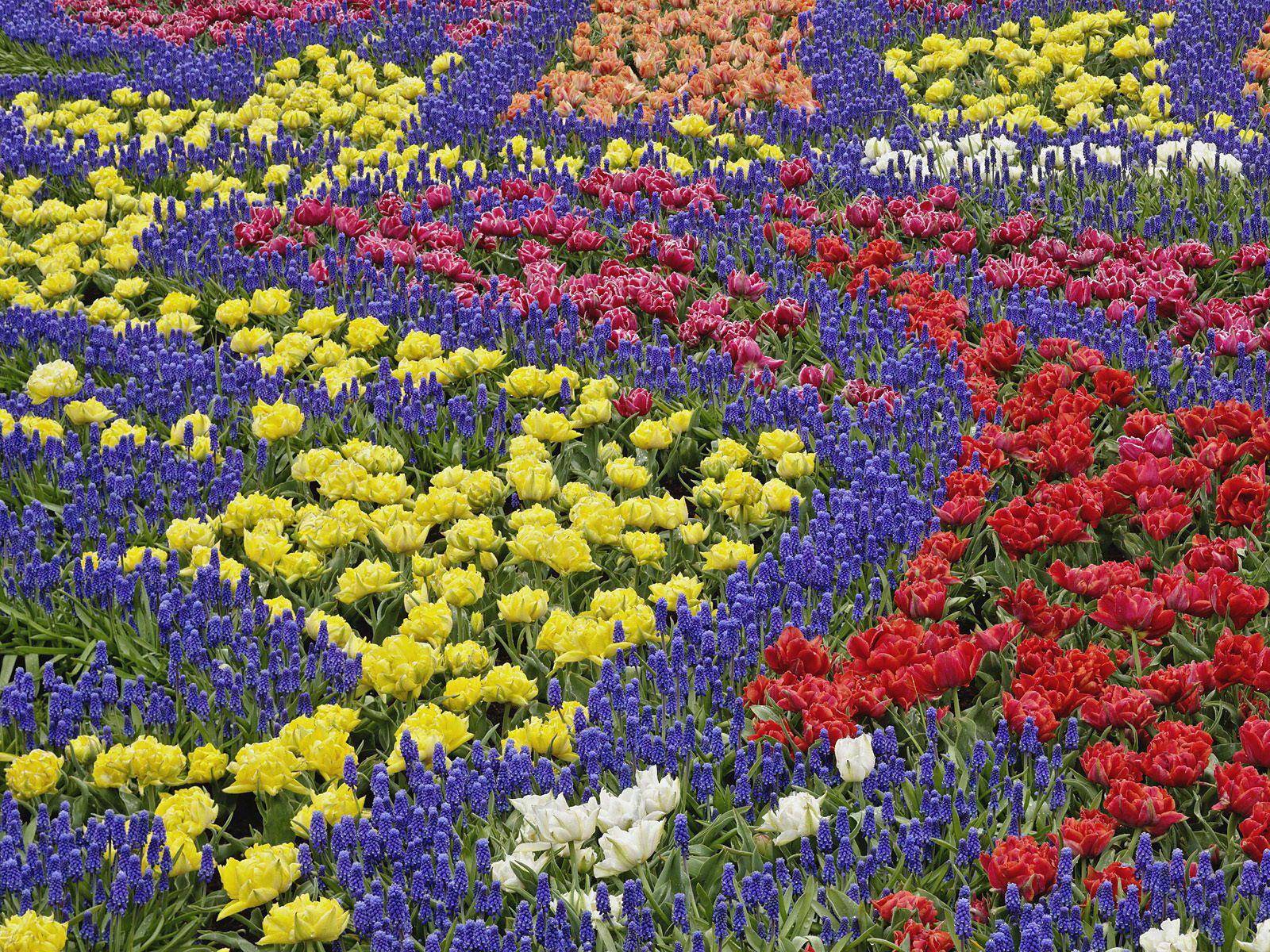 Free Desktop Flower Garden Wallpaper