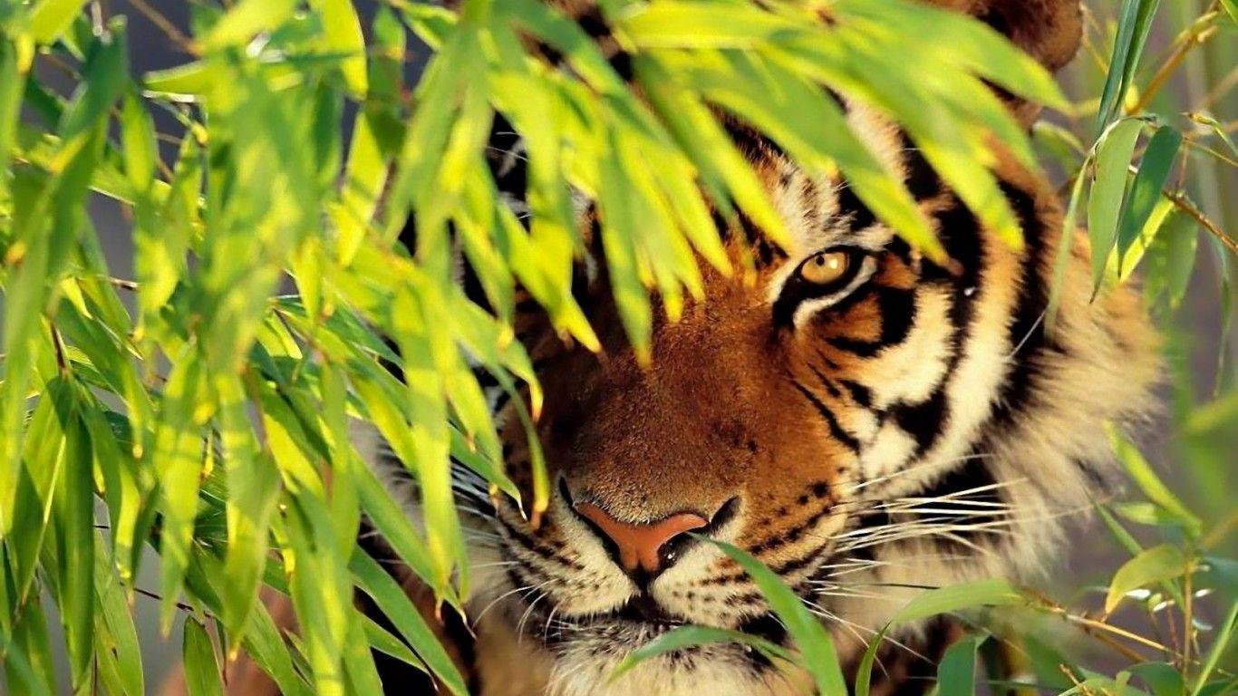 Wild tiger desktop wallpaper, Beautiful tiger desktop