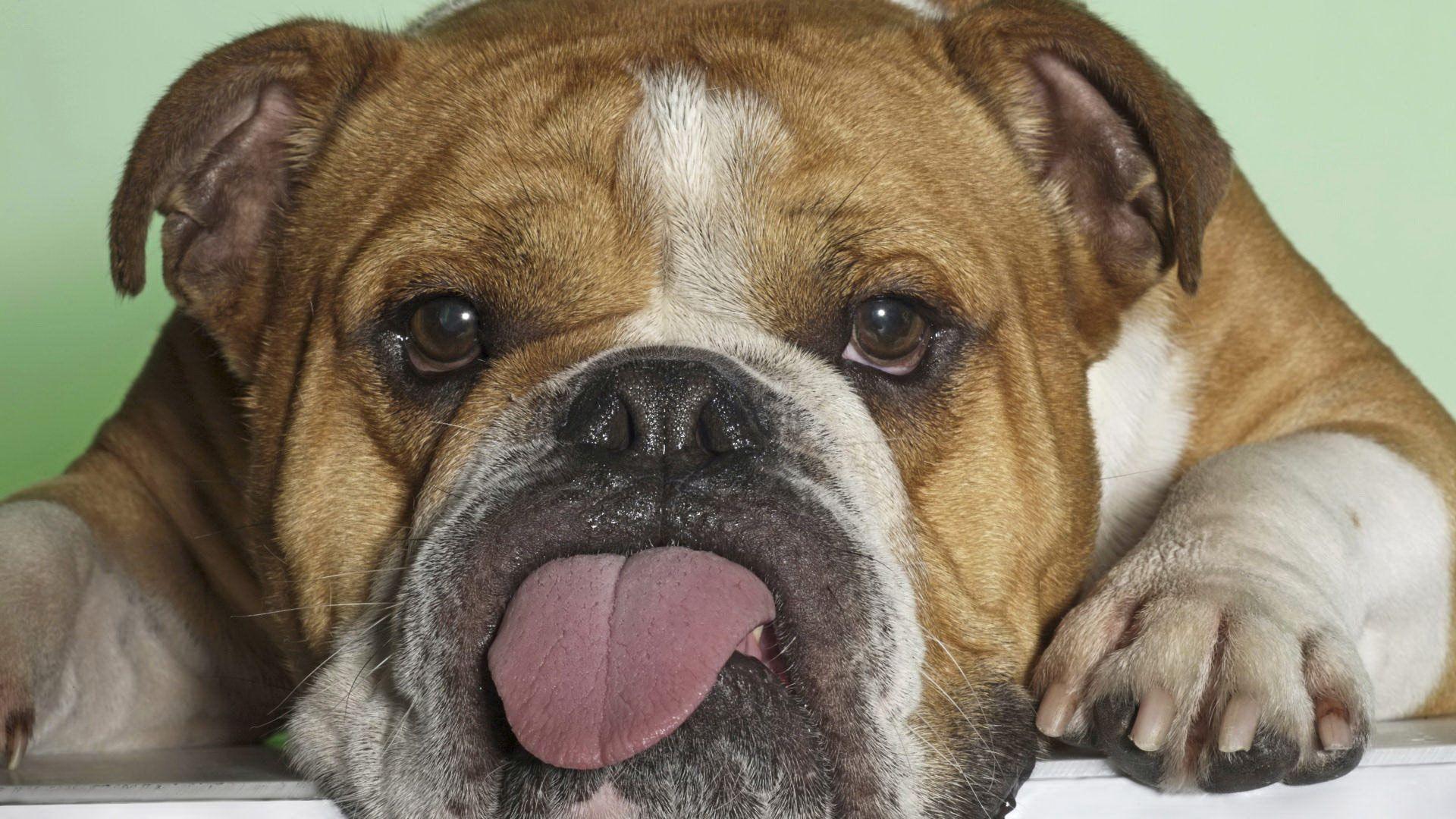 english-bulldog-wallpapers-wallpaper-cave