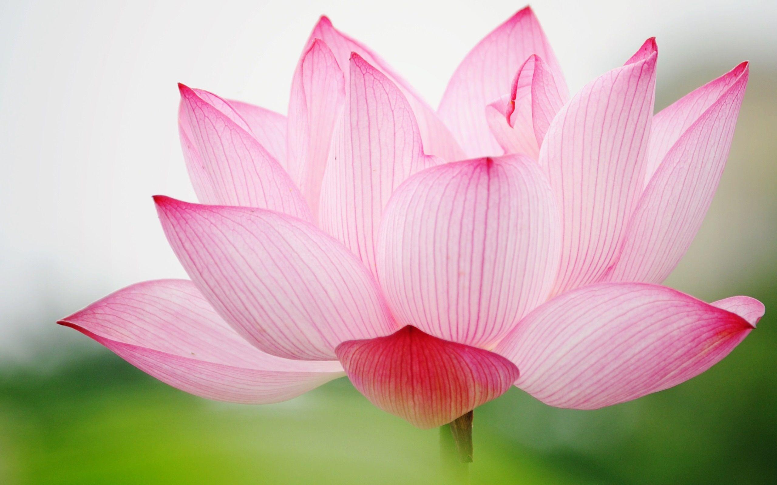 Flowers For > Pink Lotus Flower Wallpaper