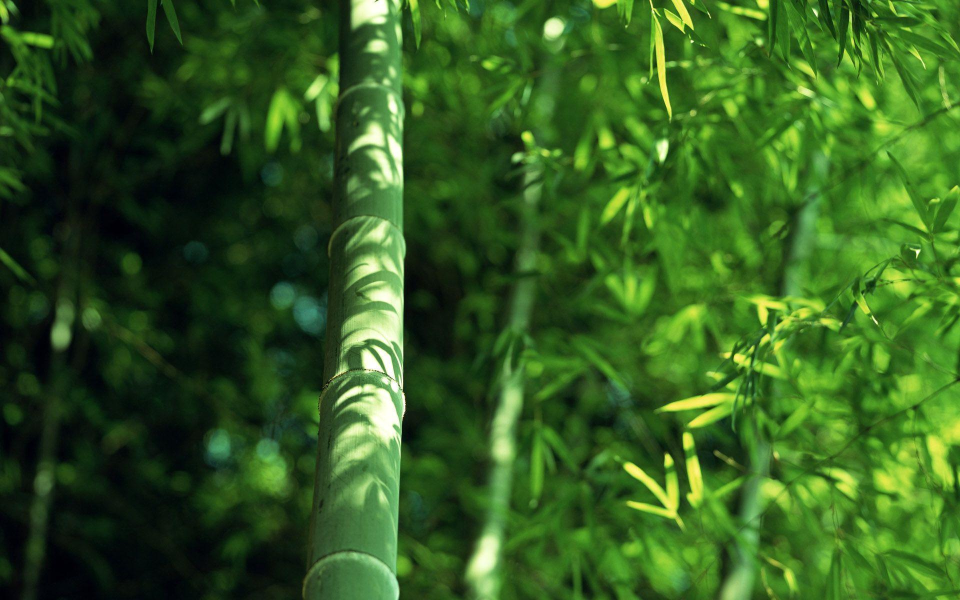 Bamboo 7 desktop wallpaper