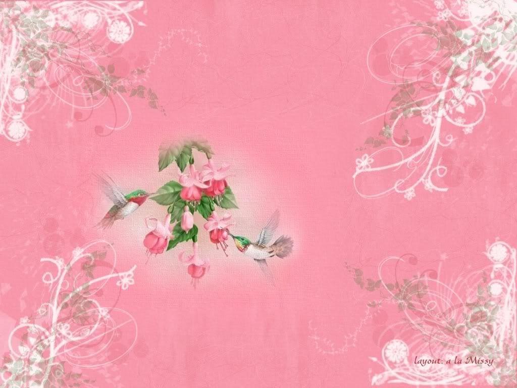 Pink Hummingbird Background Photo