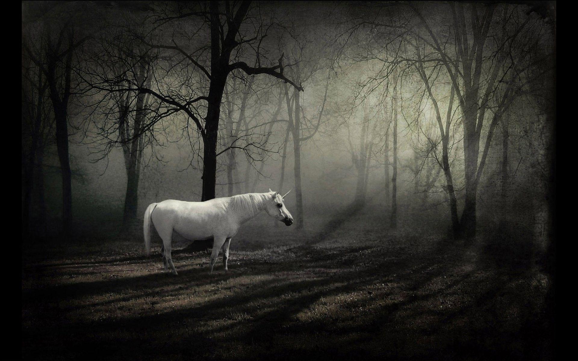 Dark Forest Background With Horse 13101 Full HD Wallpaper Desktop