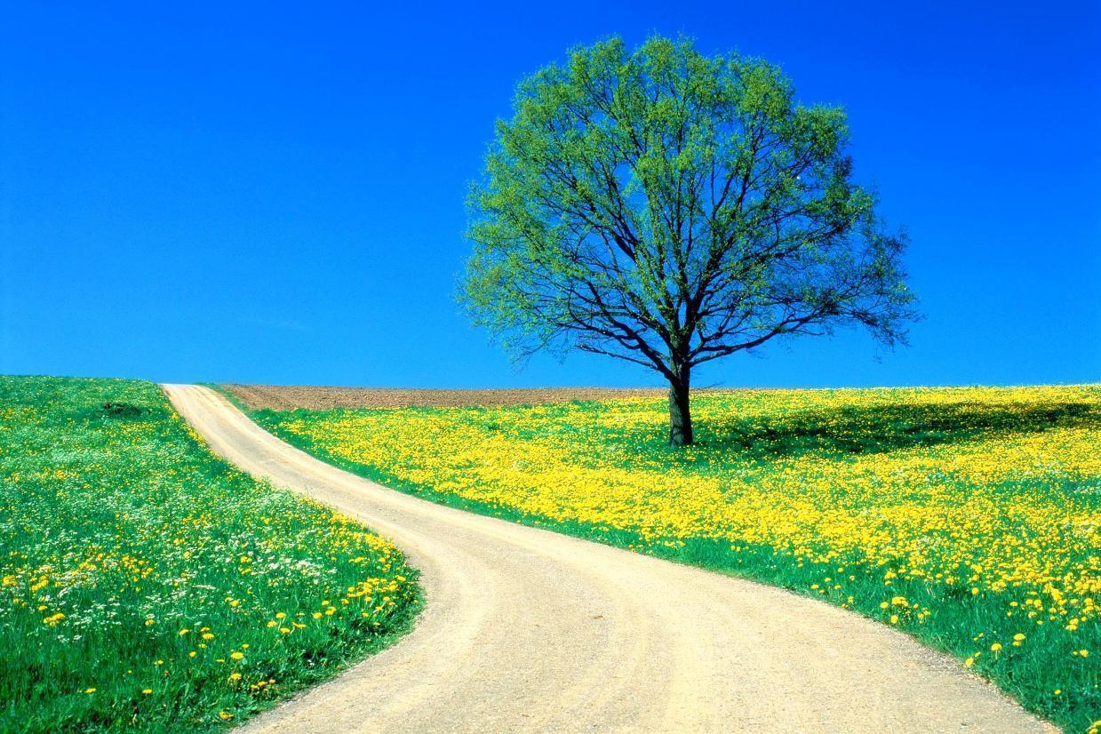 Tree by road landscape free desktop background wallpaper image