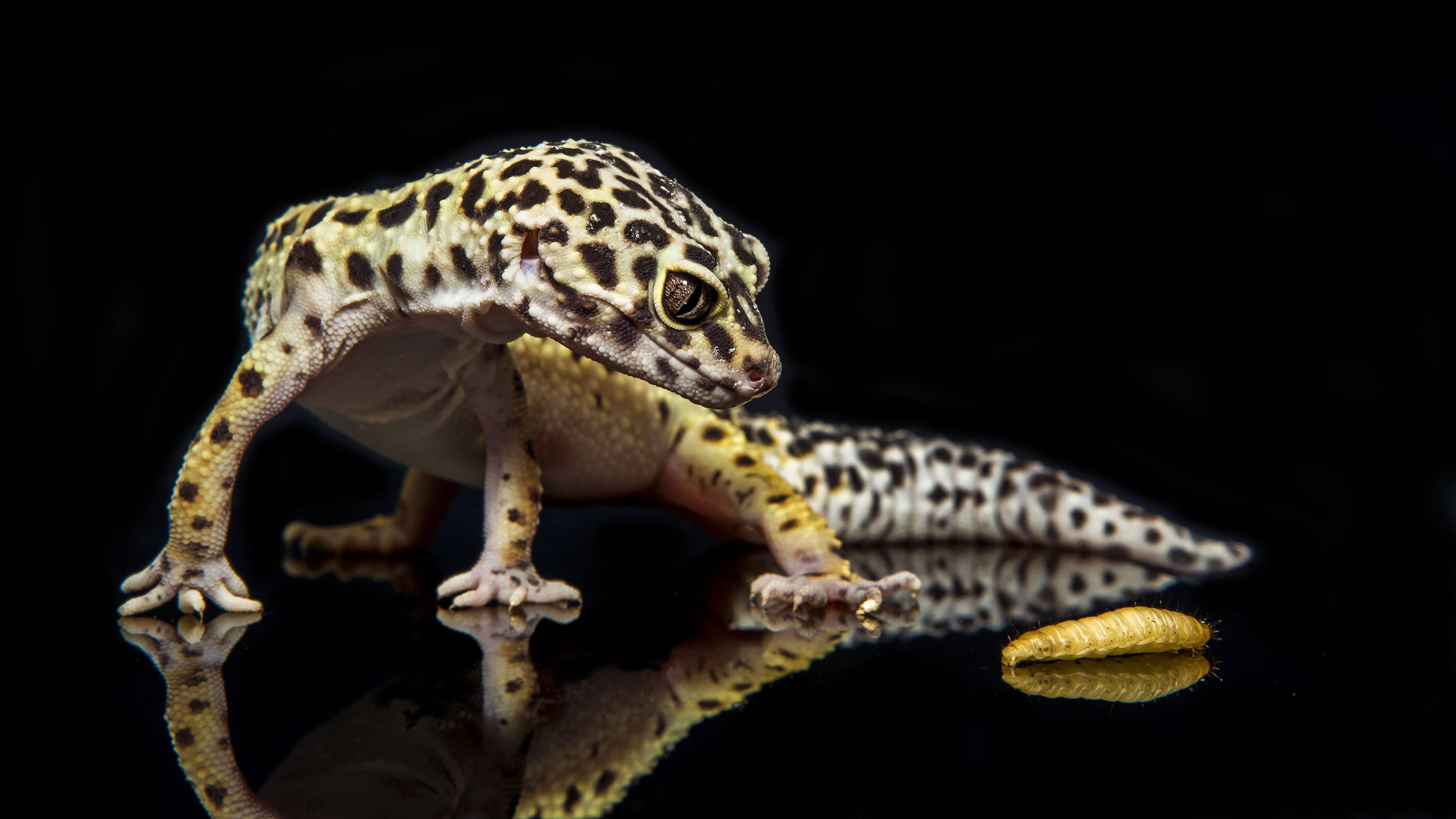 Leopard Gecko Wallpapers Wallpaper Cave