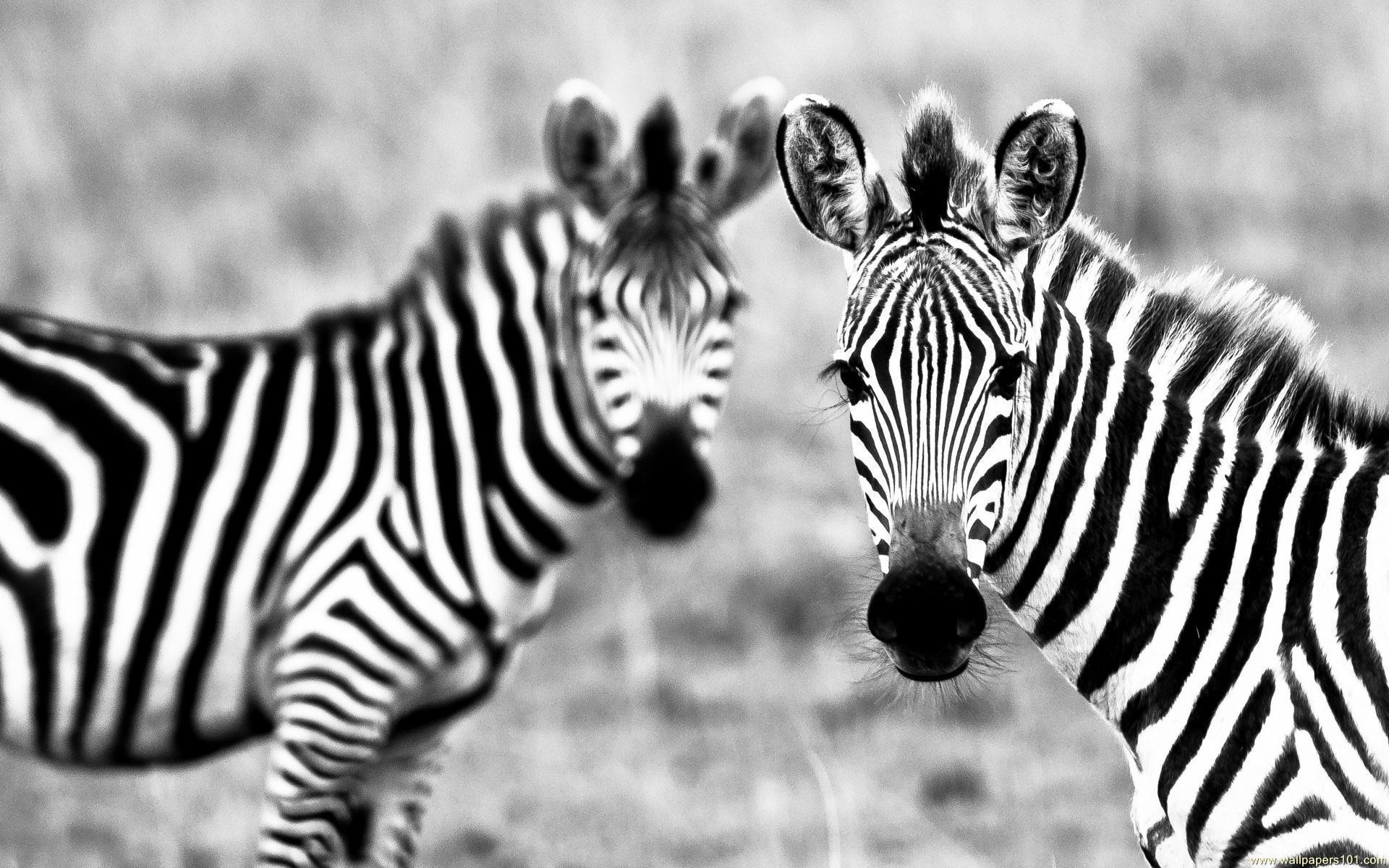 Zebra Desktop Wallpapers Wallpaper Cave