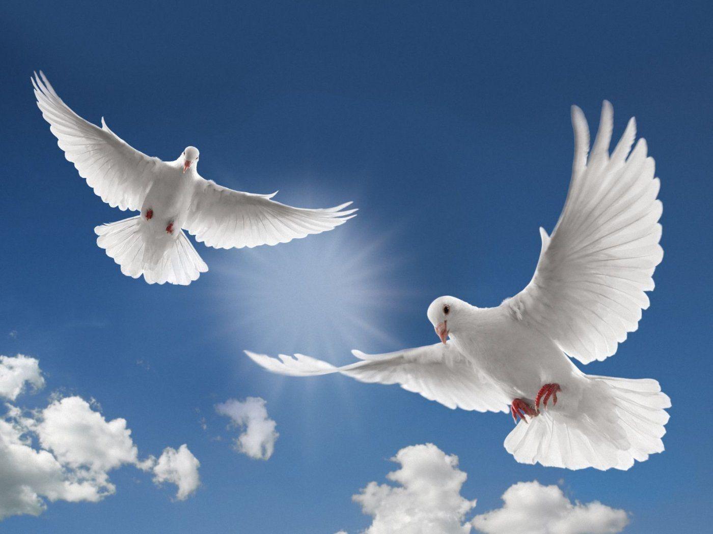 White Doves for Ceremonies in Central California