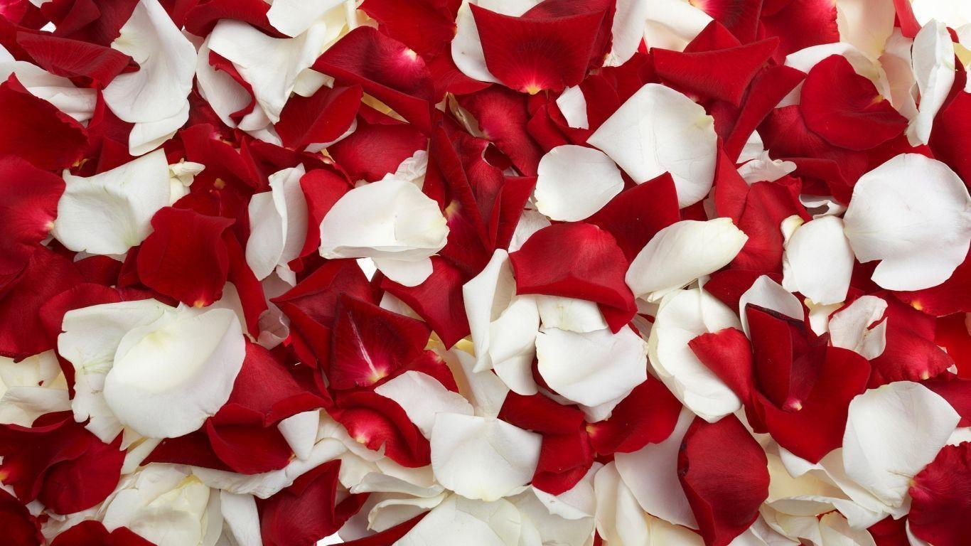 Flowers For > White And Red Roses Background