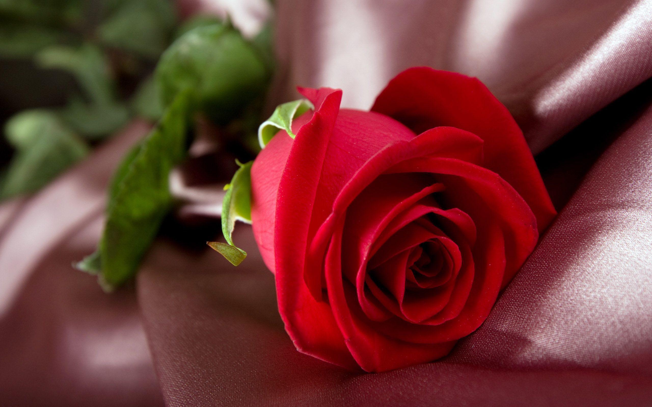 Awesome Red Rose Flower Macro Wallpaper HD Wallpaper. High