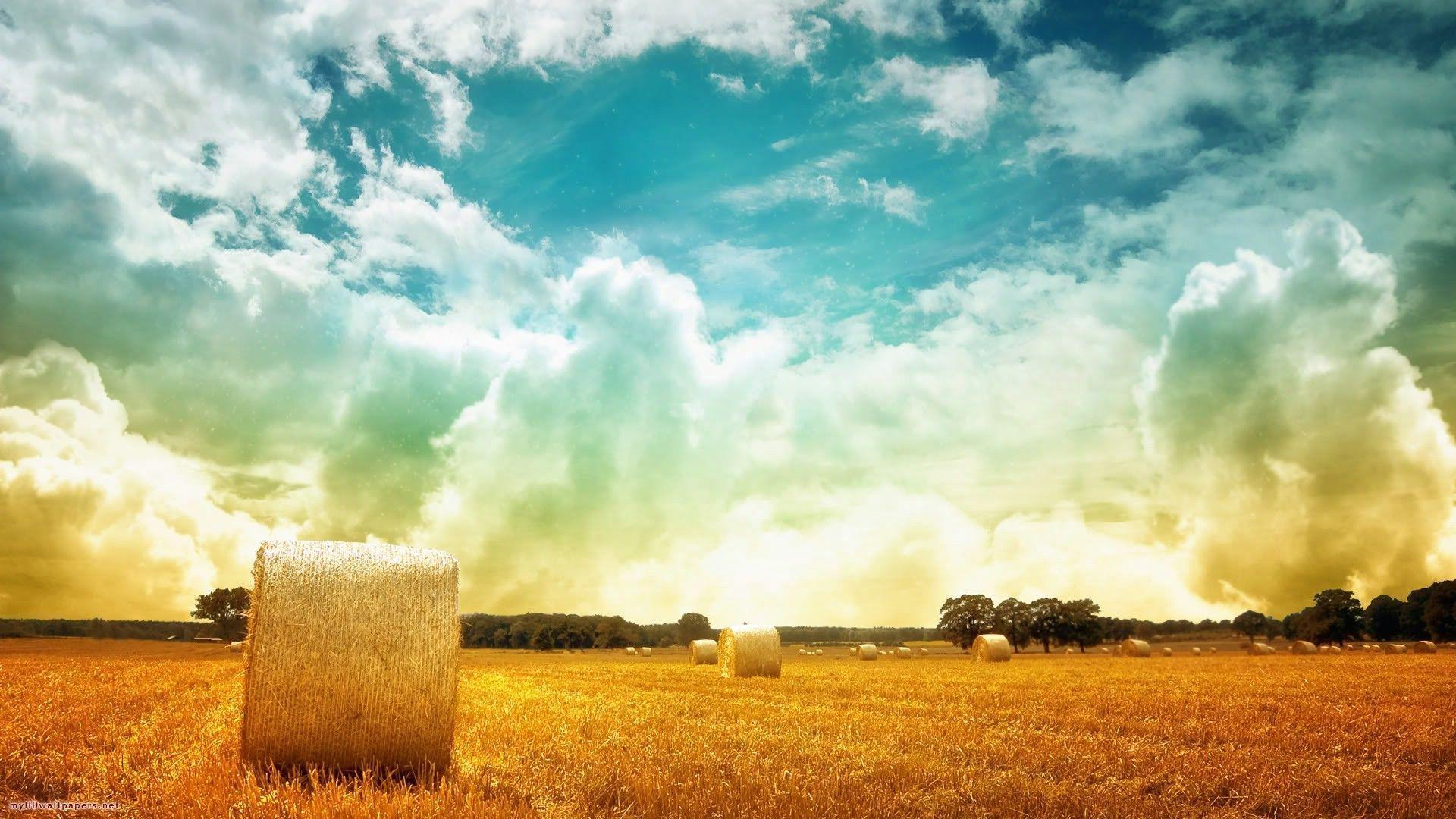 Wallpaper For > Sunny Field Background