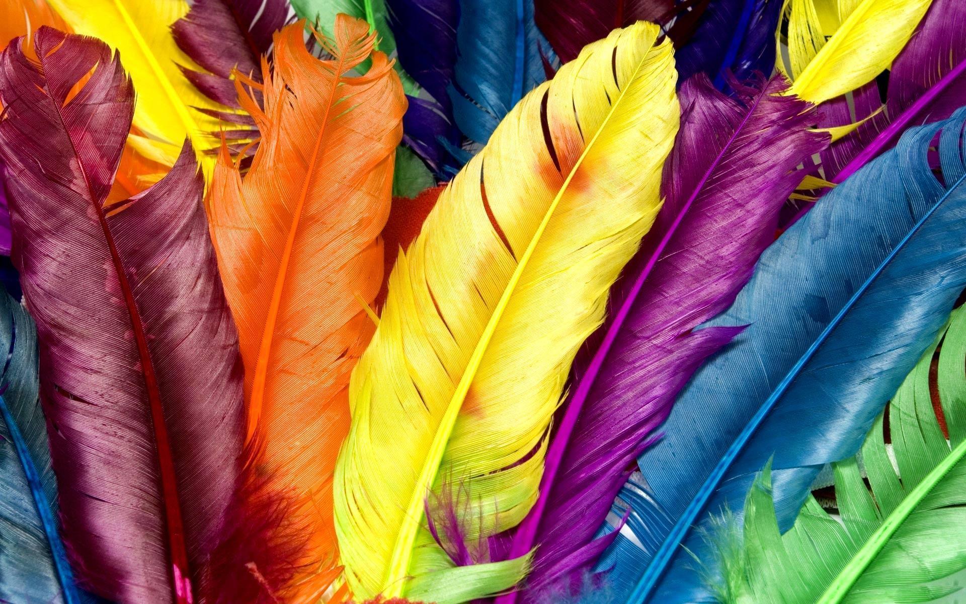 Desktop Wallpaper · Gallery · Computers · Colored feathers. Free