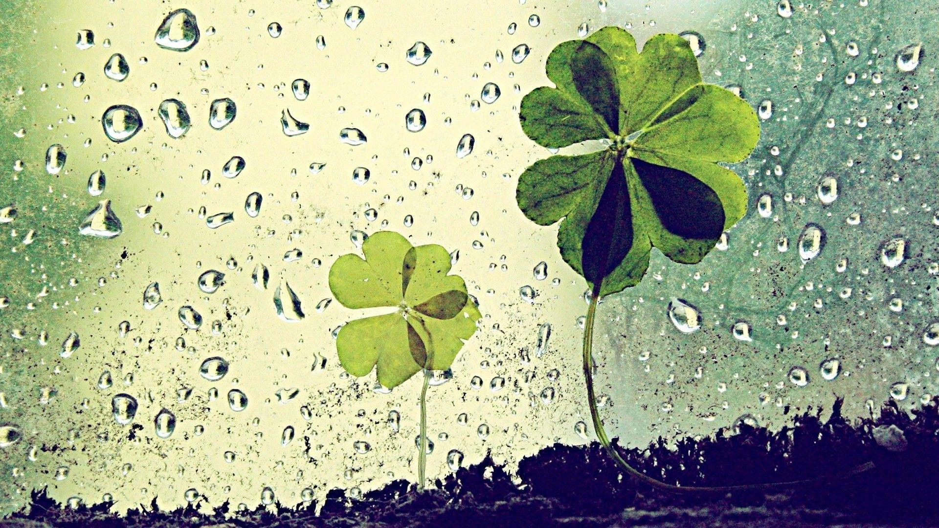 Clover Leaf Background in Abstract