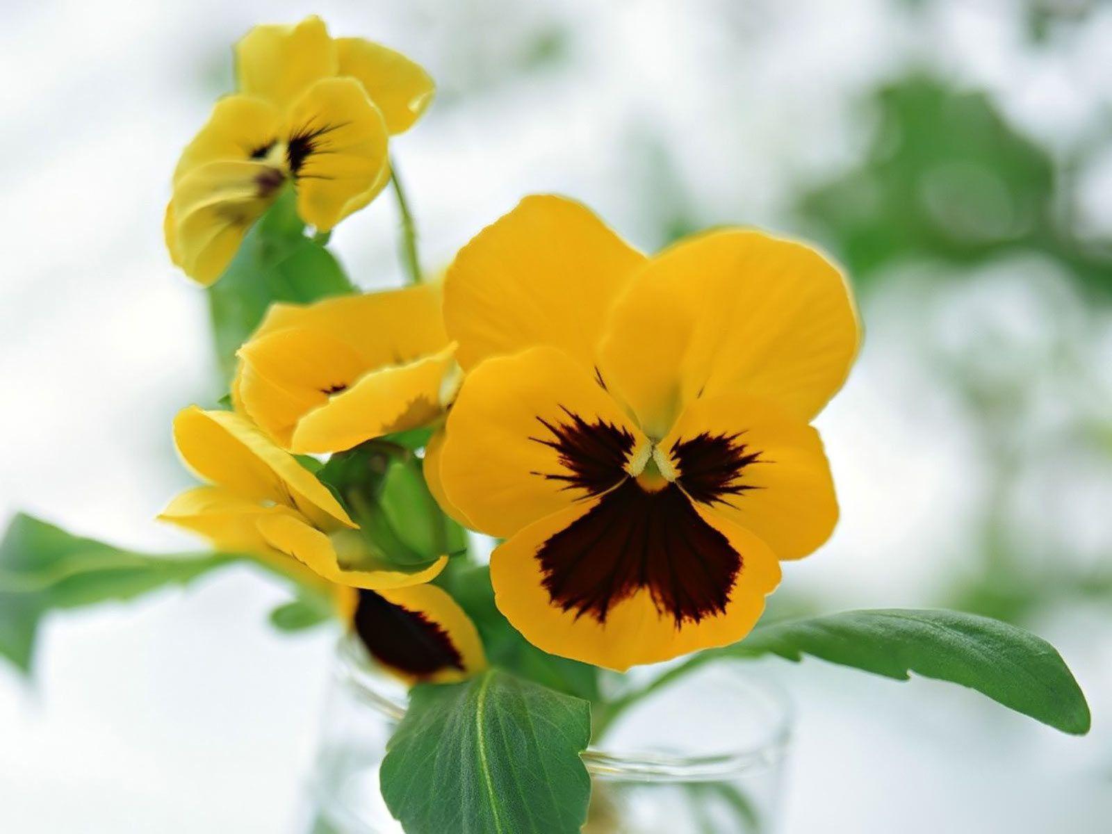 Free Pansy Flowers Wallpaper 43229 1600x1200 px