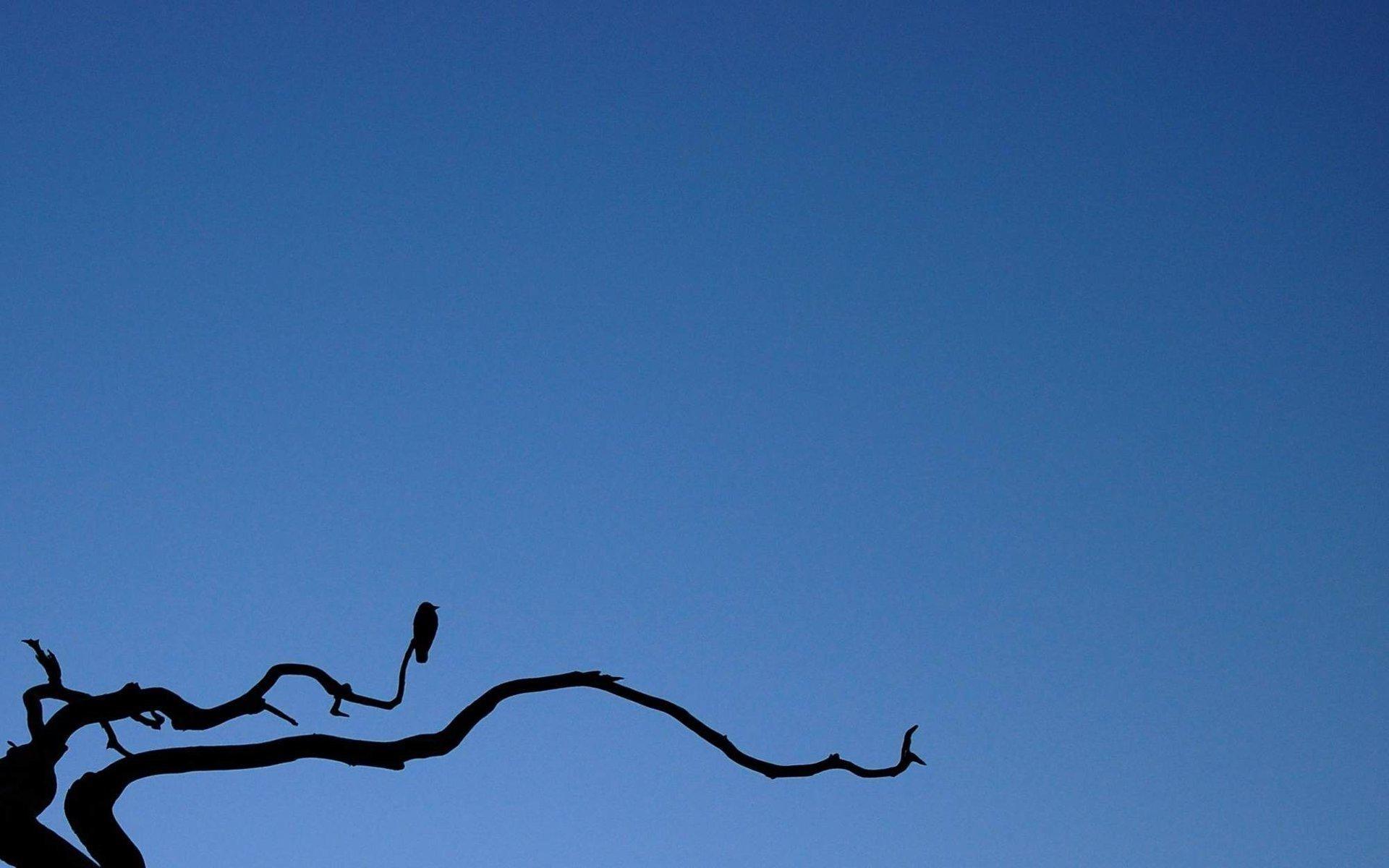 Small Bird Silhouette on Tree Against Blue Sky Wallpaper and Photo