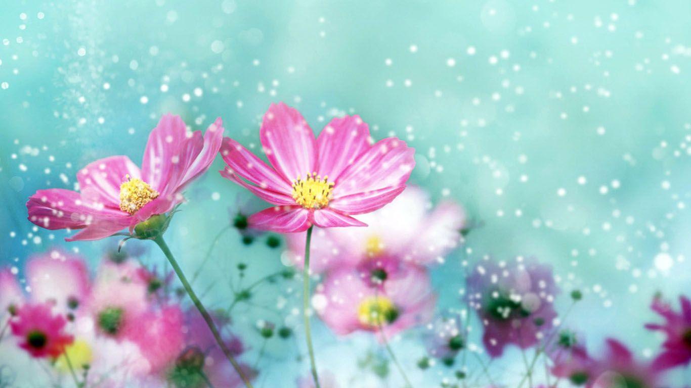 Hd Flowers Colorful Background 1 HD Wallpaper