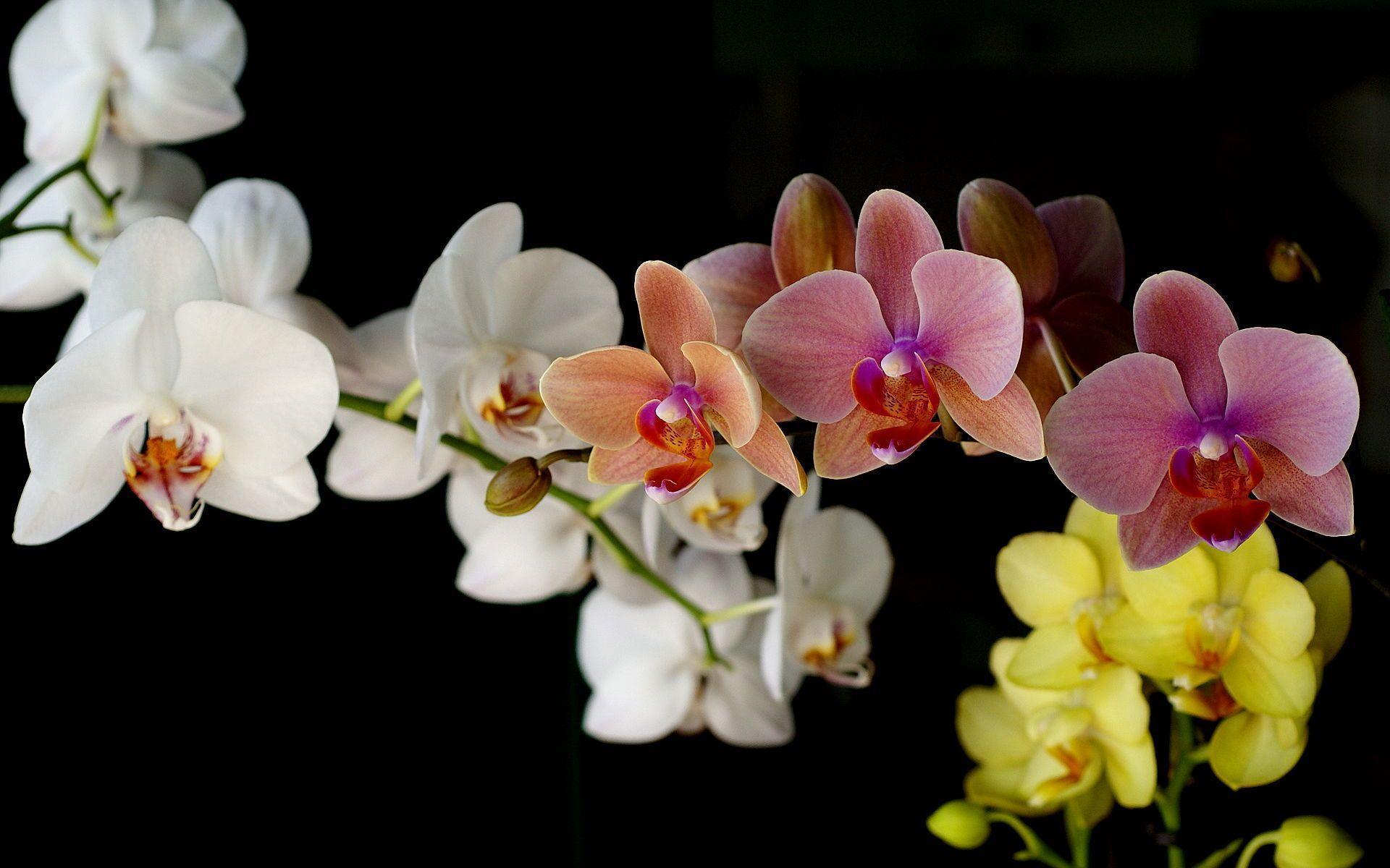 Orchid Flowers Colors Wallpaper Wallpaper. Wallpaper Screen
