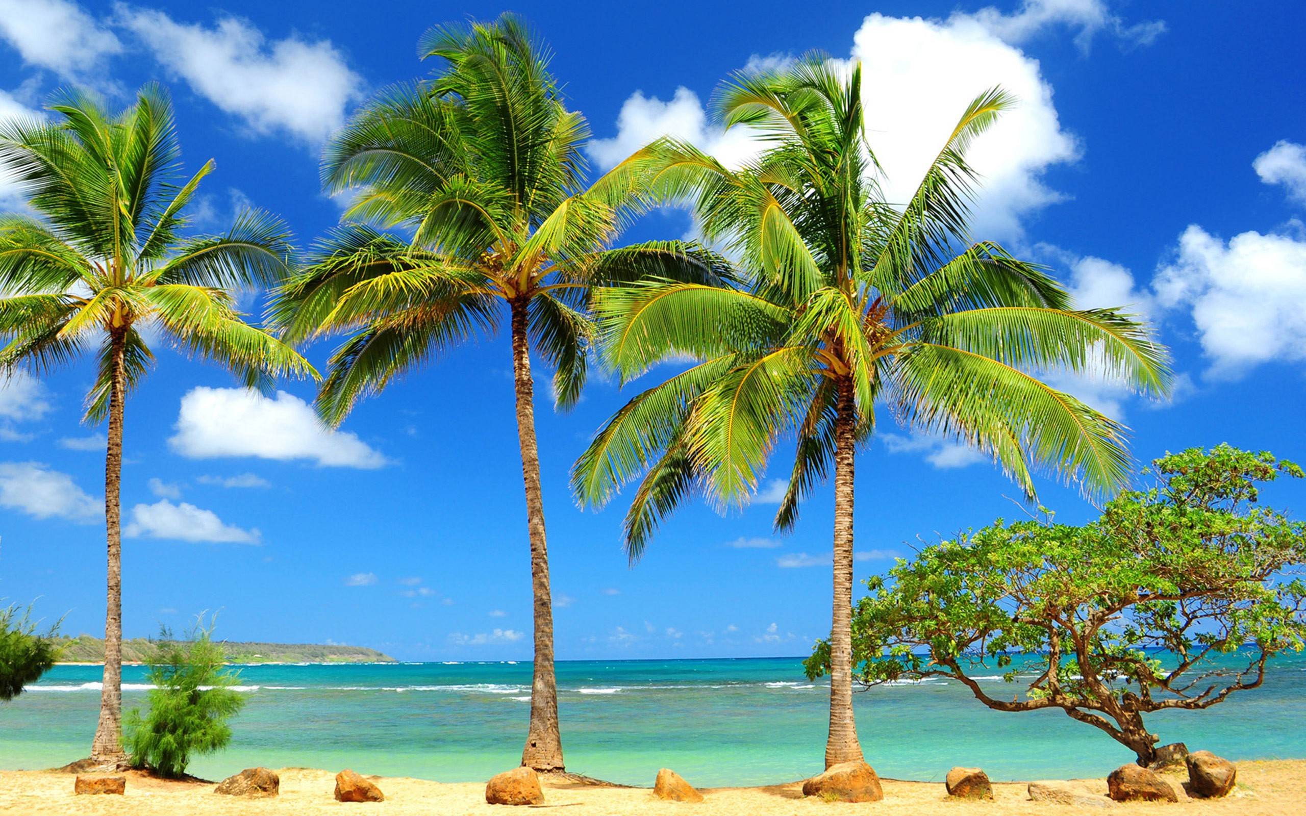 Beach Palm Tree HD Wallpaper Free Download. HD Free Wallpaper