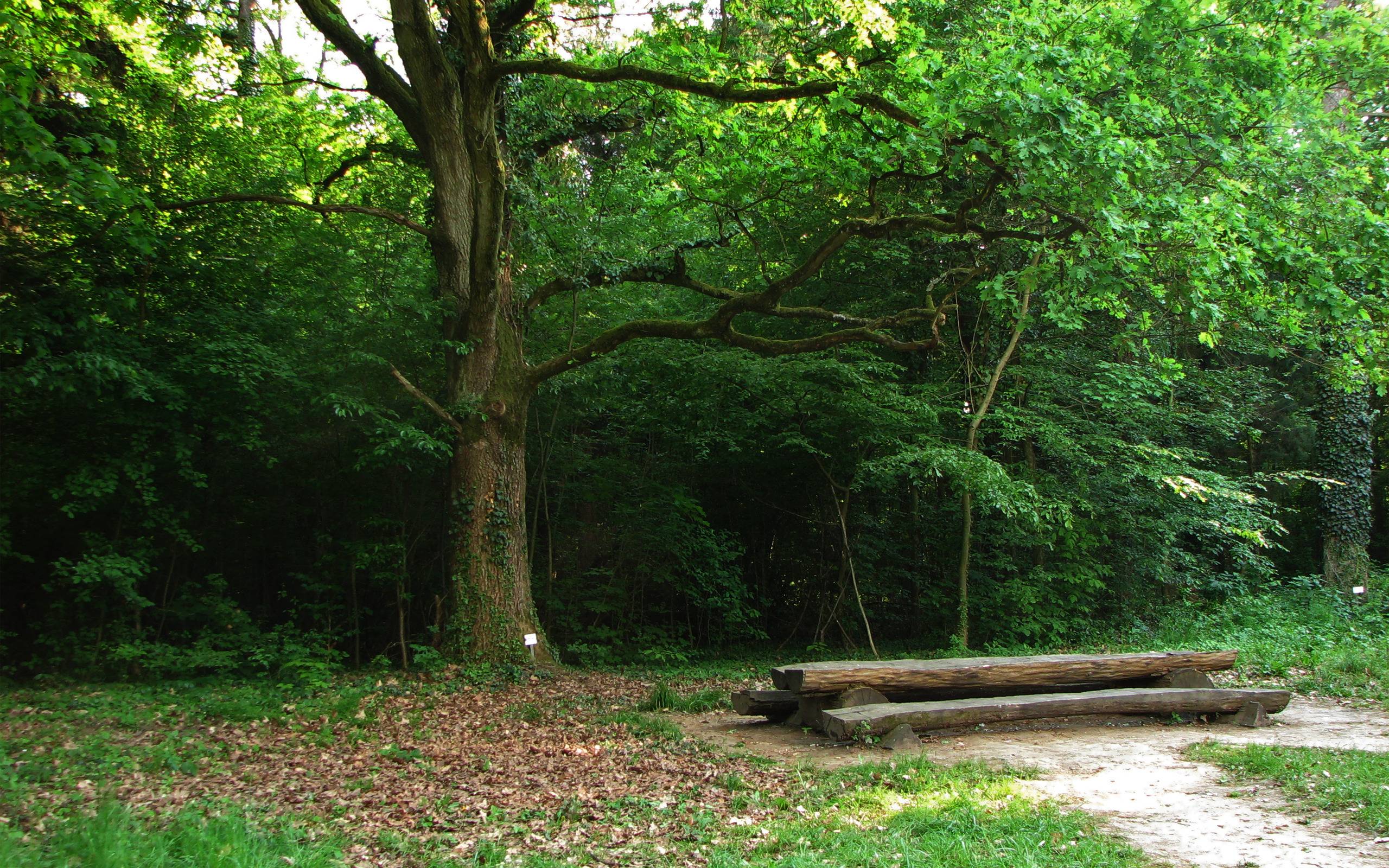 Bench in the Woods background - #