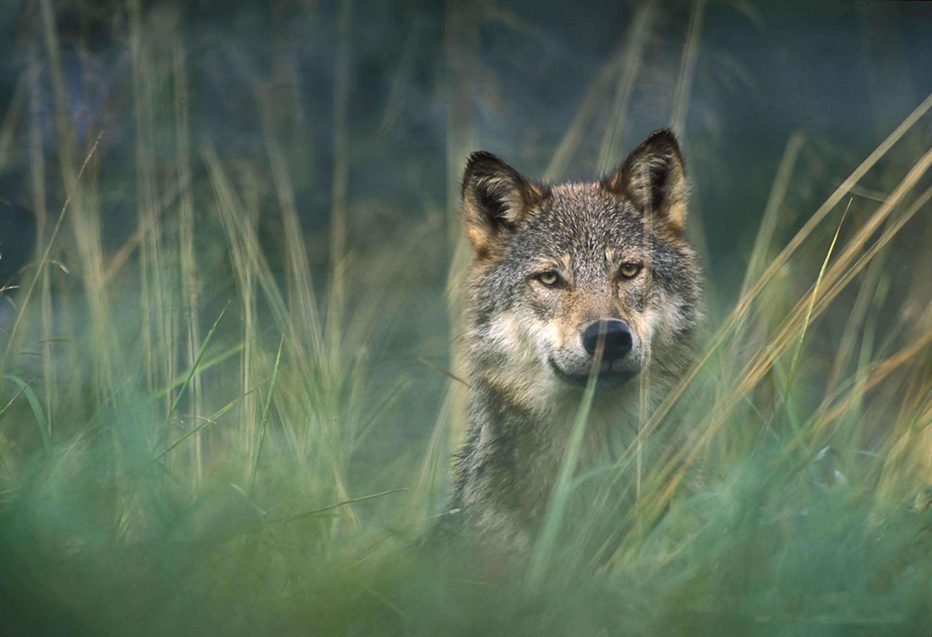Animals_other_gray Wolf_