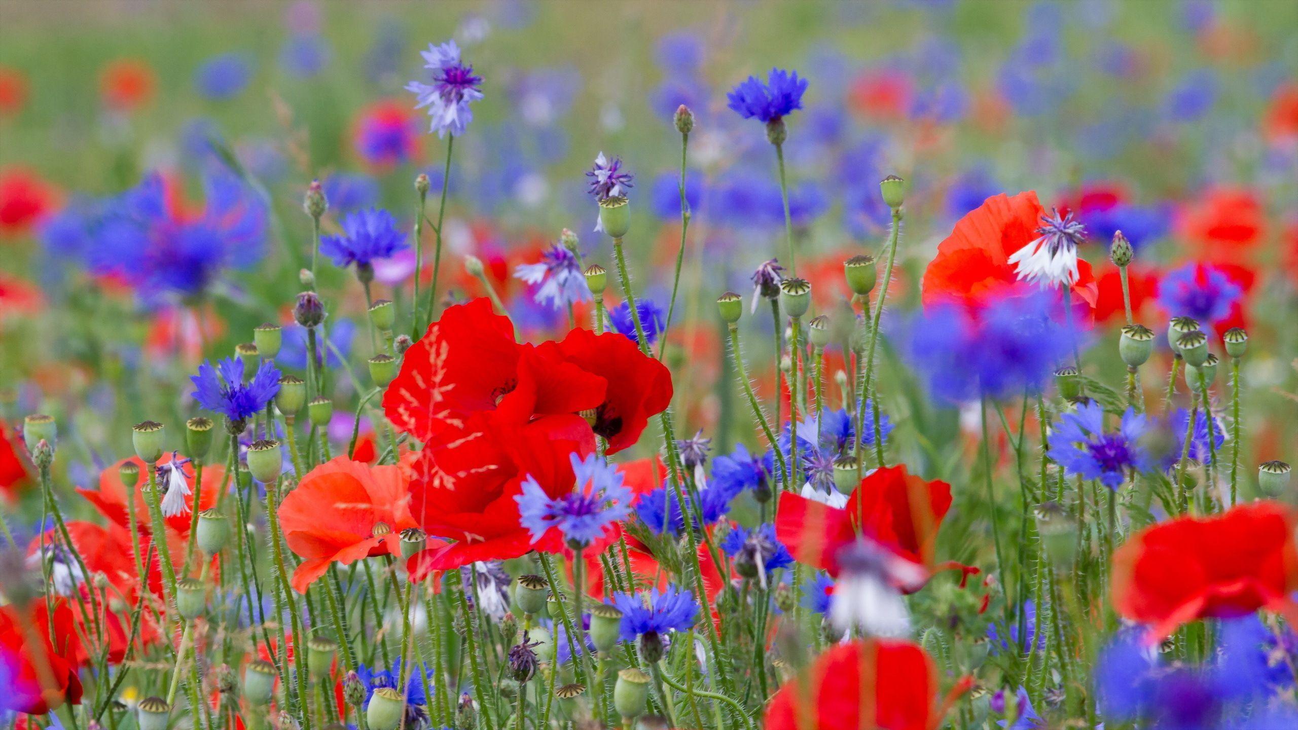 Flowers For > Wildflowers Desktop Wallpaper