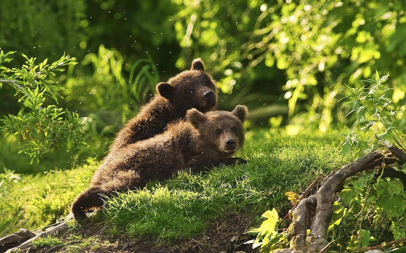 Photo of two young brown bear cubs. HD Animals Wallpaper