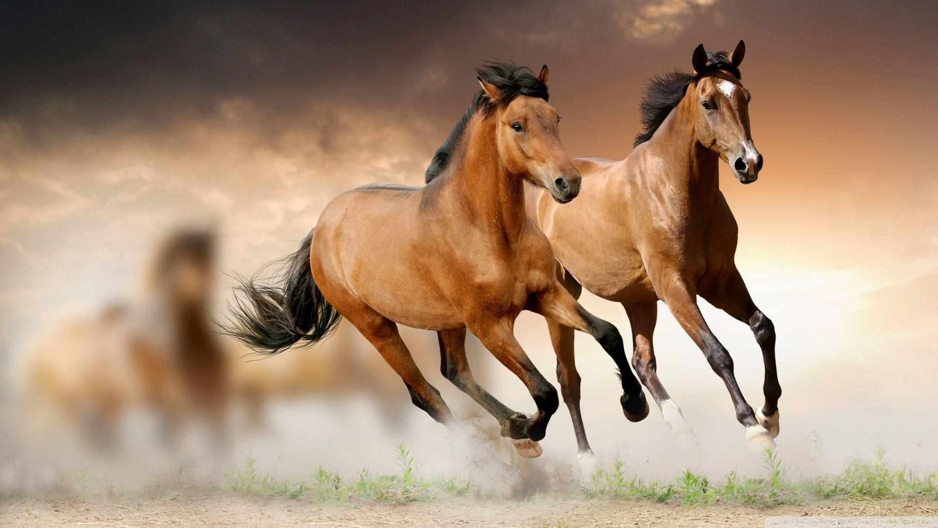 Two Horse Running Wallpaper Widescreen Wallpaper. Wallpaper