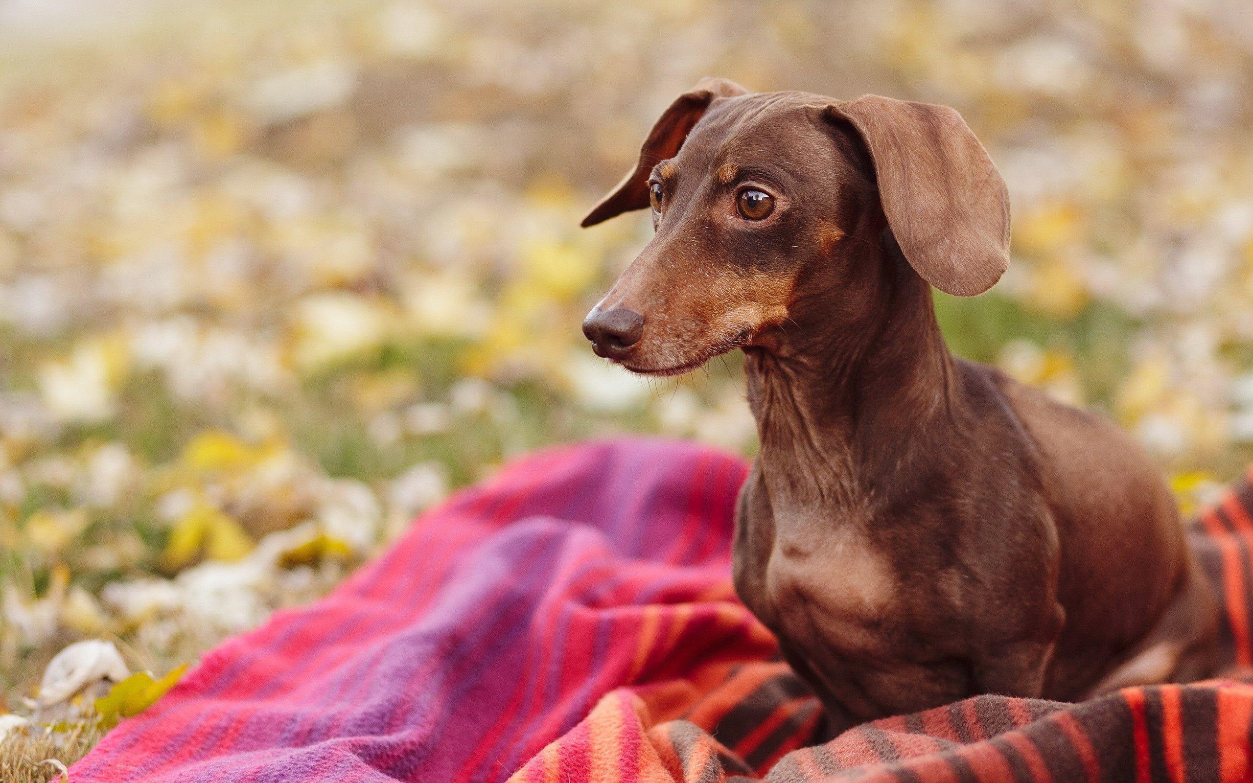 Dachshund Wallpapers - Wallpaper Cave2560 x 1600