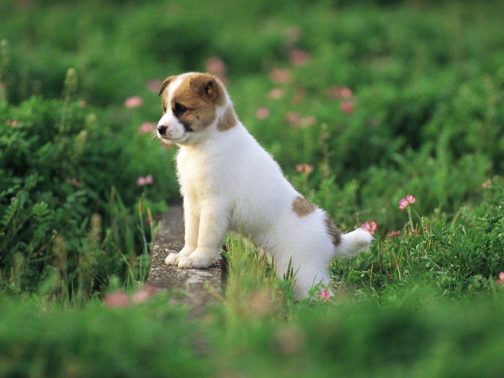 Wallpaper For > Cute Puppy Wallpaper Background