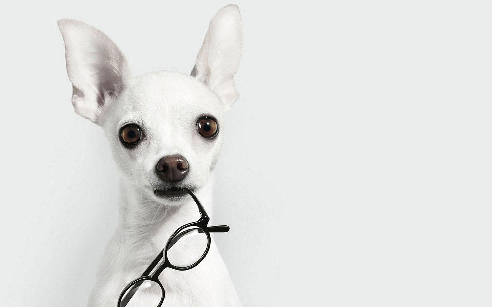 white dog with glasses Wallpaper