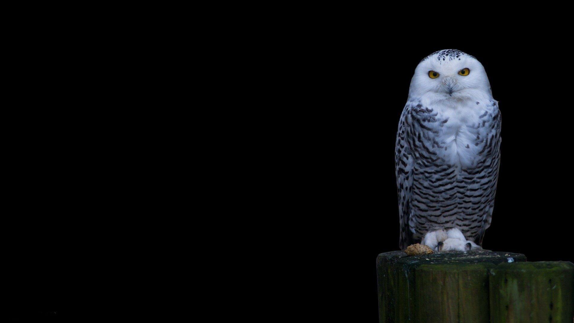 Snowy Owl Black (id: 186902)