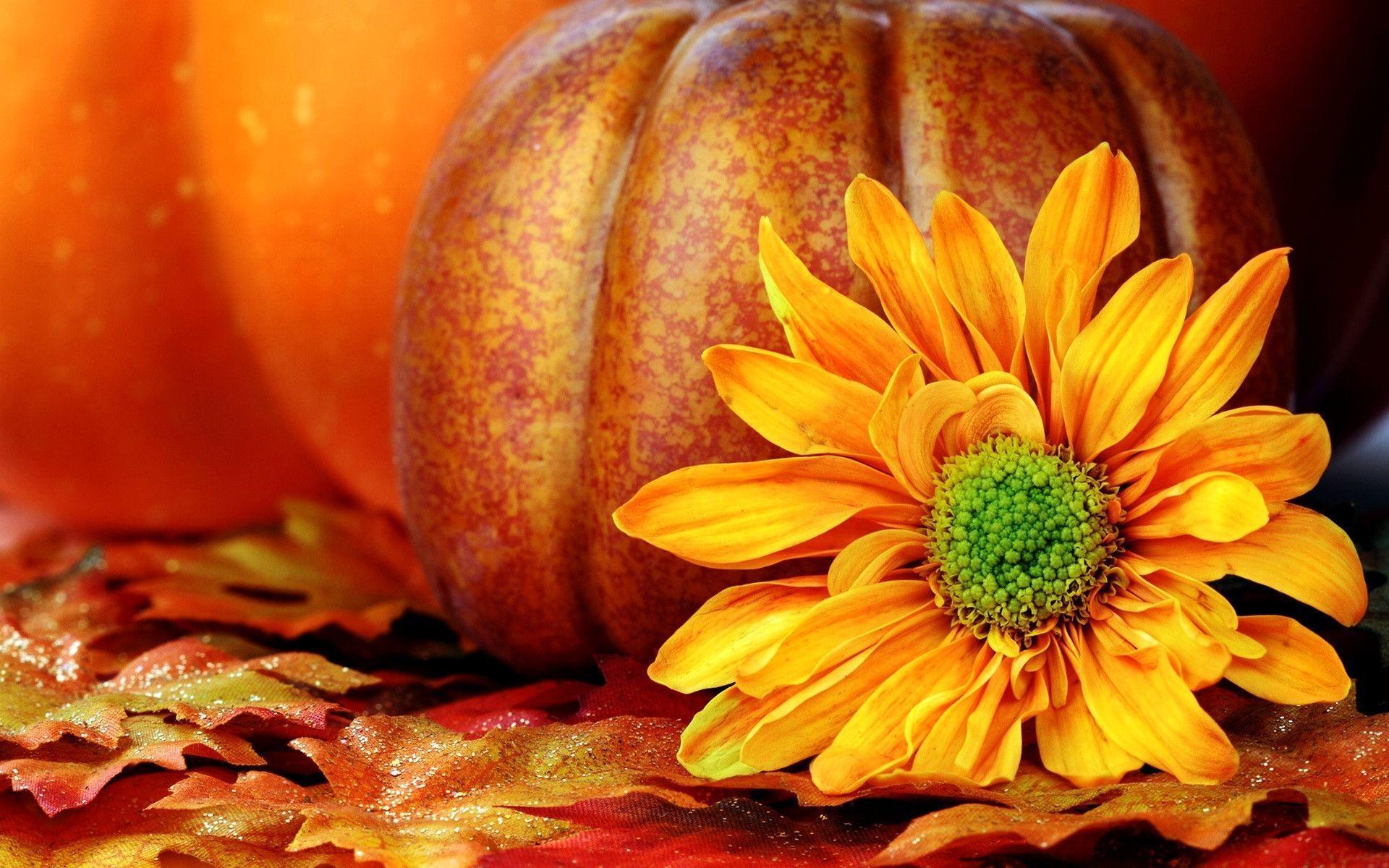 Pumpkins Sunflower Wallpaper Download Desktop Wallpaper